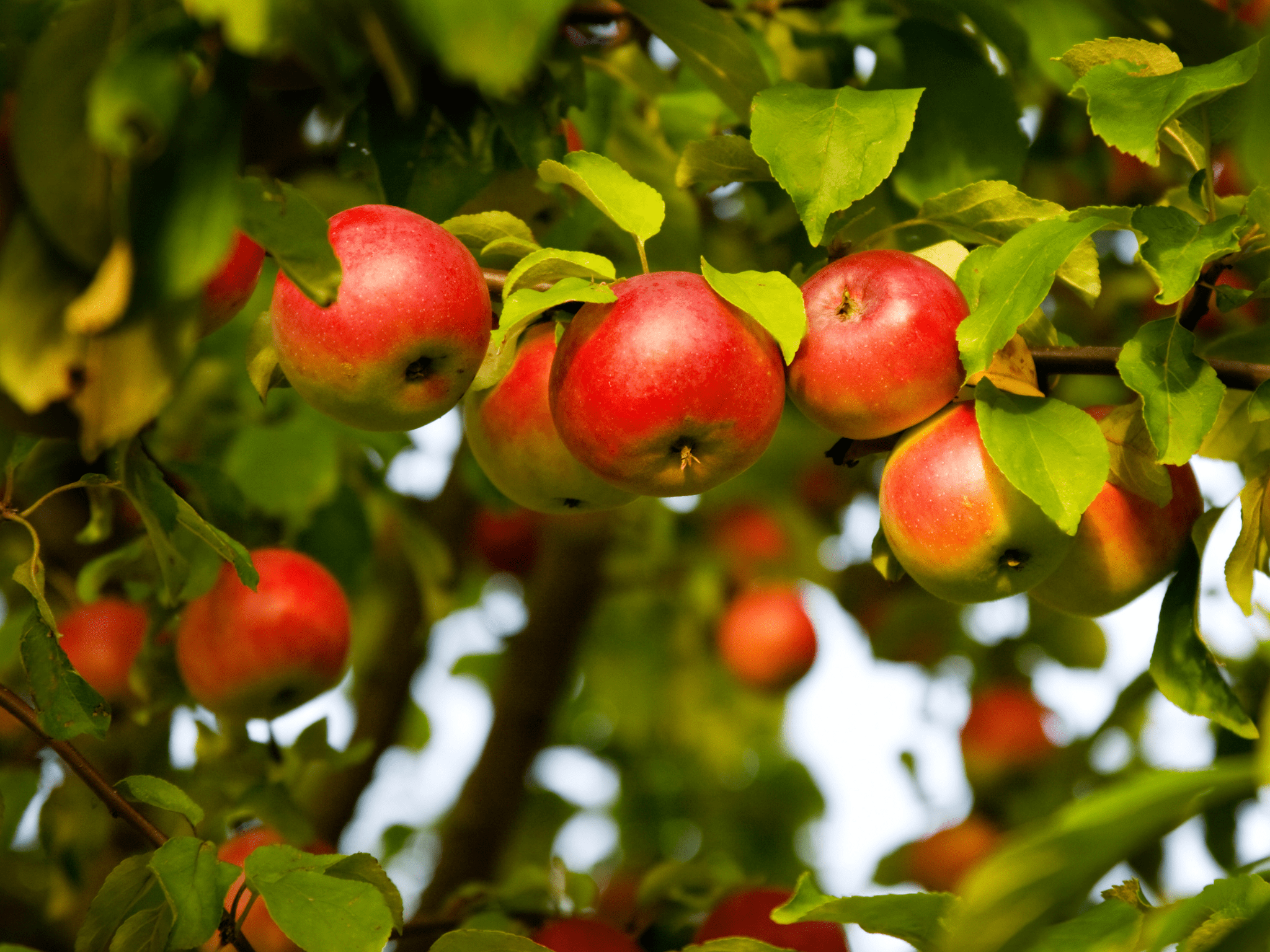 Boskop Apfel am Baum für Bratapfel